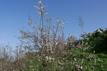 Mandelbaumblüte auf Gran Canaria