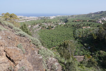 Fototapeta na wymiar Felsen und Bananenplantagen auf Gran Canaria