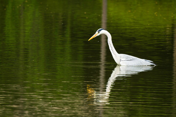 Grey Heron