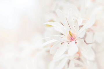 Blooming magnolia. Magnolia flowers as an abstract background.