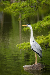Grey Heron