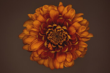 Chrysantheme orange, close up, Hintergrund braun