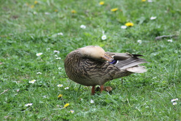 Mallard duck cleaning feathers closeup view with selective focus on foreground