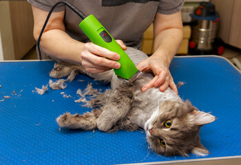 grooming haircut of a gray fluffy cat on the table professionally using a clipper and scissors close-up