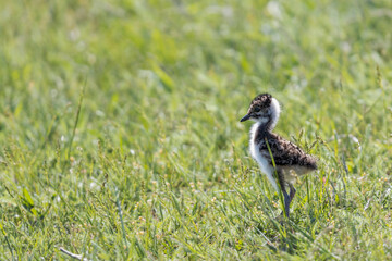 Ein Kiebitz Küken steht aufrecht in der Wiese bei Sonnenschein.