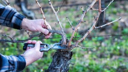 Close-up of a vine grower hand. Prune the vineyard with professional steel scissors. Traditional agriculture. Winter pruning, Guyot method.