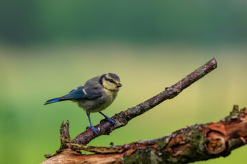 Tree branches with Blue tit and green background