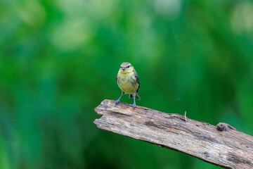 Blue tit on tree branch facing camera