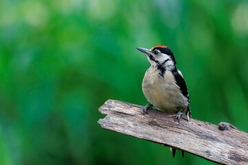 Tree Branch with Great Spotted Woodpecker