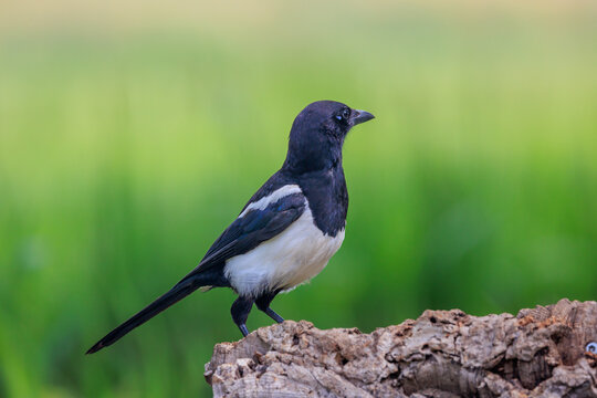 Magpie on tree trunk with green background