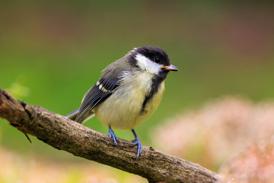 Great tit facing camera sitting on a tree branch