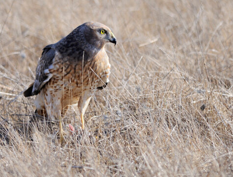 A Northern Harrier bird - Circus cyaneus, seen here on the ground.