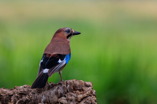 Jay on tree branch with green background