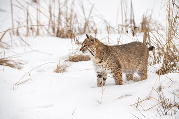 Bobcat (Lynx rufus) Stands in Snow Looking Left Winter