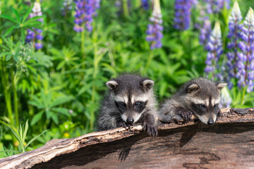 Raccoons (Procyon lotor) Reach of Top of Log Lupin Behind Summer