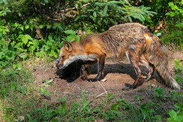 Naklejka na ściany i meble Red Fox (Vulpes vulpes) Interacts With Kit at Den Site Summer