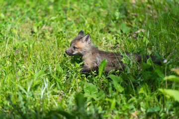 Fototapeta premium Red Fox (Vulpes vulpes) Kit Runs Through Grass Summer