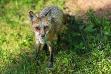 Naklejka na ściany i meble Red Fox (Vulpes vulpes) Stands Looking Out Summer