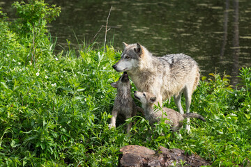 Grey Wolf (Canis lupus) Pups Stretches Up to Licks at Adult Summer