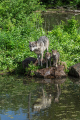 Grey Wolf (Canis lupus) Adult and Pups Stands at Edge of Island Reflected in Water Summer