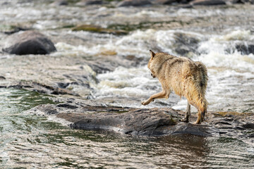 Fototapeta premium Grey Wolf (Canis lupus) Steps Out Into River Rapids Summer