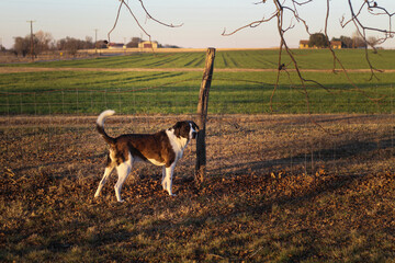 Big dog in the foreground of farm landscape
