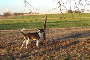 Big dog in the foreground of farm landscape