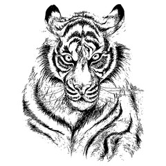 hand drawn black and white illustration of tiger, isolated on white background