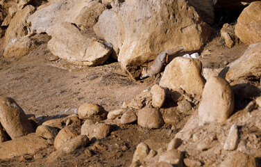 Fox walking along the rocky seashore