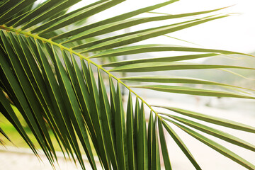Obraz na płótnie Canvas Green palm leaf. Tropical island jungle abstract photo. Sunny day in exotic place. Tourist hotel or resort banner template. Fluffy leaf of coconut palm tree. Tropical paradise