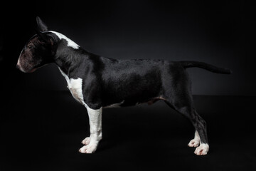 Male purebred dog of miniature bull terrier breed of black and white color standing isolated on black background. Profile view