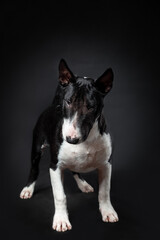 Portrait of male dog of miniature bull terrier breed of black and white color standing isolated on black background. Front view