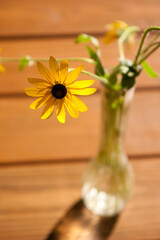 Picked Black Eyed Susan yellow flower bouquet in glass vase on outdoor table