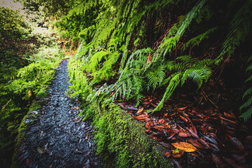 landscape in the forest mountains from madeira island portugal 