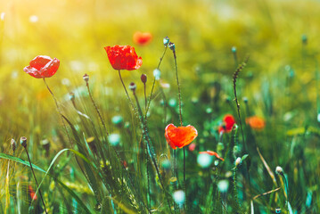Beautiful red poppy flowers in the field, details background
