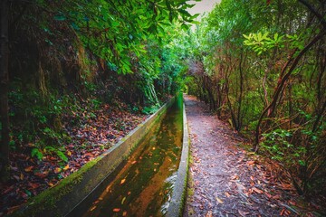 landscape in the forest mountains from madeira island portugal 