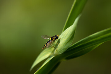 Sphaerophoria scripta-Long hoverfly-Syrphe porte-plume