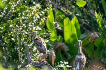 Young American white ibis (Eudocimus albus)