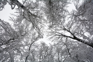 Looking up at snow covered treetops