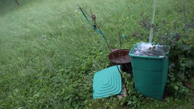 Wasser in Regentonne . Rain barrel