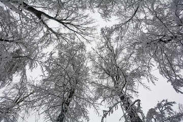 Looking up to the sky with  snow covered treetops