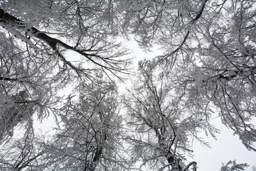 Looking up at snow covered treetops on a cold winter day