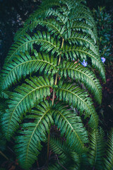 nature from madeira island portugal 