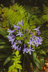 flowers in the nature