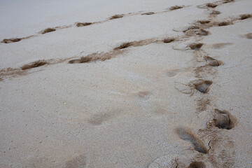 Foot steps on white sand beach in Maui, Hawaii