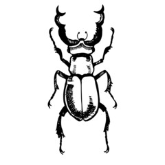 The stag beetle is a large beetle from the genus Lucanus as part of the stag family, a linear vector illustration. Naturalness of nature, beautiful beetle, ecology. White and black colors background
