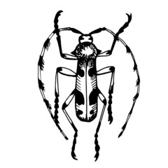 Alpine barbel or alpine lumberjack beetle, line vector drawingvector drawing, line vector drawing. Naturalness of nature, beautiful beetle, ecology. White and black colors background