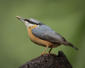 Portrait of a European nuthatch with a seed in my garden in Burcot, Bromsgrove, Worcestershire