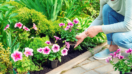 A gardener planting flower seedlings in a flower bed in spring. Garden work on transplanting potted...