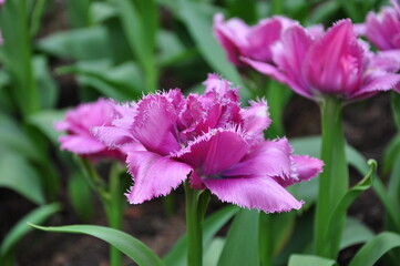 pink and purple flower